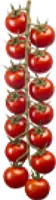 Cherrystar