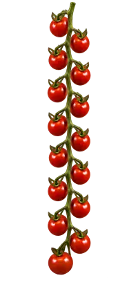 Aromia